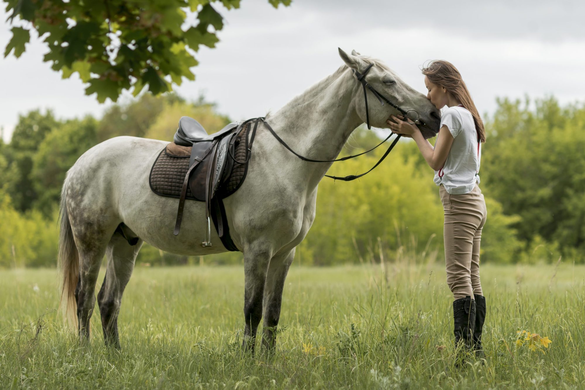 A grey horse standing peacefully in an open field